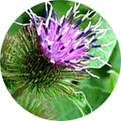 Burdock root