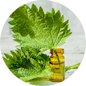 Nettle leaf
