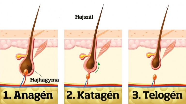 A haj élettartama