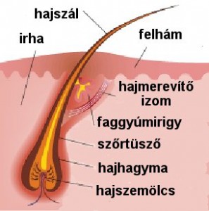 A haj szerkezete